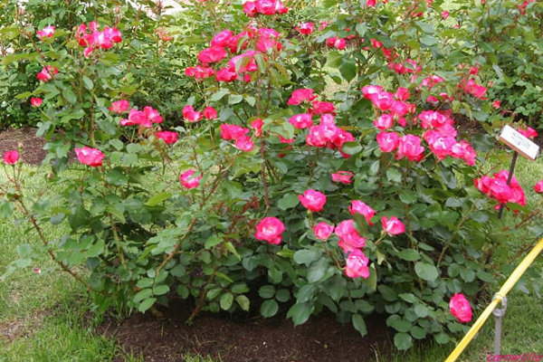 Disculpe me gustaría saber si tienen rosas de arbusto