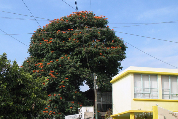 Tala de árbol