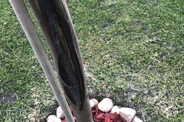 ¿No se que le paso a mi árbol?