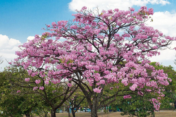 ¿Tendrán arboles de Tabebuia rosea y cuales su precio?