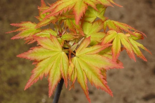 ¿Dónde puedo conseguir un arce palmatum orange dream para bonsai?