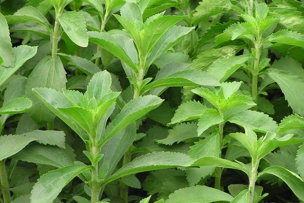 ¿Plantas de Stevia en Morelos a la venta?