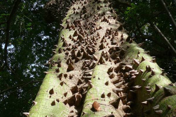 ¿Dónde puedo conseguir un árbol Ceiba o Pochote?