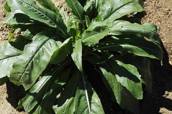 ¿Qué es esta planta?