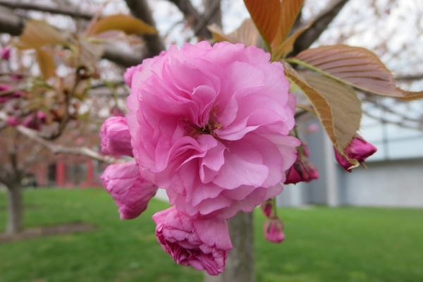 ¿En dónde puedo encontrar un árbol de Sakura kwasan genuino aquí en México?