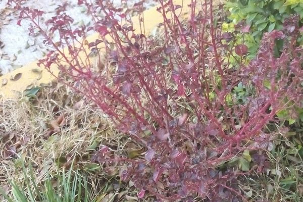 Quiero saber ¿cómo se llama esta planta?