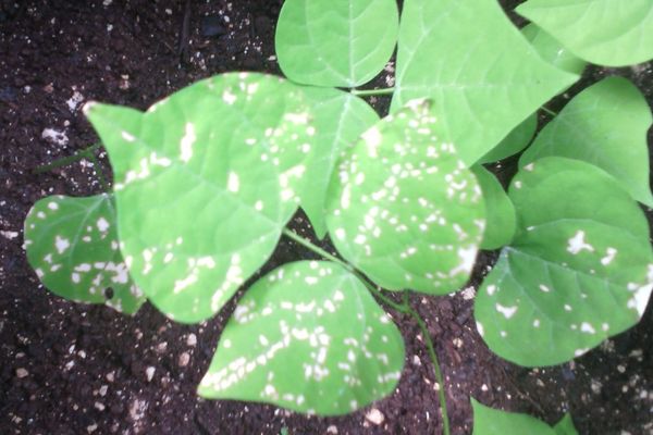 ¿Qué tipo de plaga son las manchas blancas en una hoja de jícama?