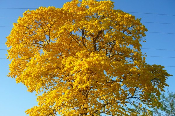 arbol de guayacan y cotisacion